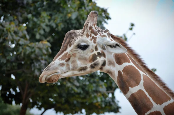 Yetişkin bir zürafa