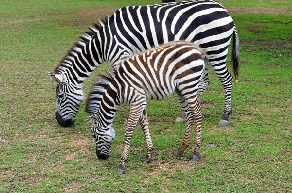 Moeder en Baby Zebra — Stockfoto