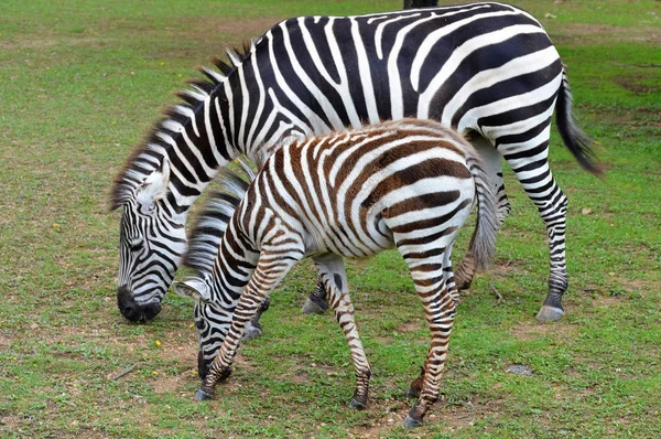 Mamá y bebé cebra — Foto de Stock