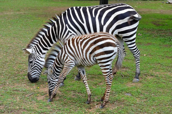 Moeder en Baby Zebra — Stockfoto