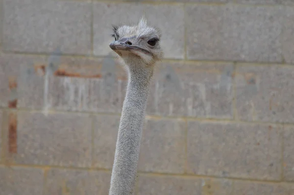 Close Up of an Ostrich — Stock Photo, Image