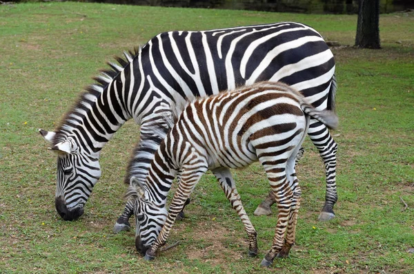 Maman et bébé Zèbre — Photo