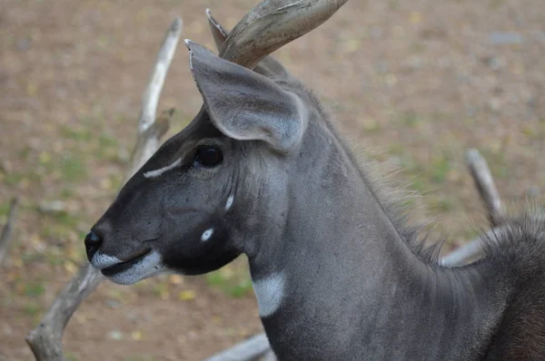 Egy felnőtt Kudu — Stock Fotó