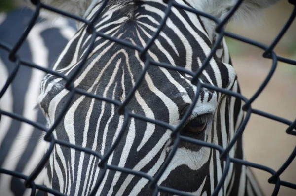 Zebra am Zaun — Stockfoto