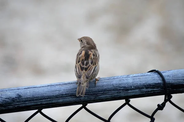Bir serçe kuş — Stok fotoğraf