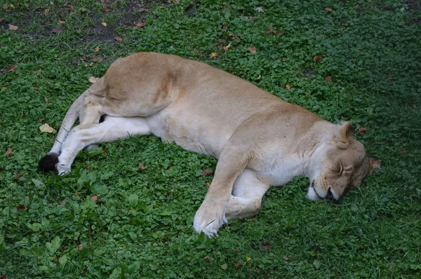 Een leeuw slapen — Stockfoto
