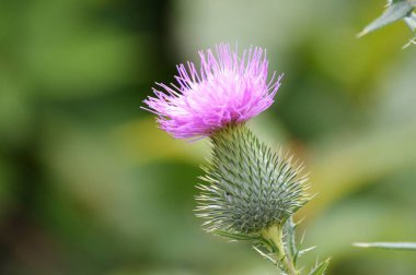 Mor thistle