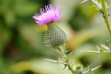 Mor thistle