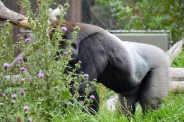 Batı ovasındaki goril.