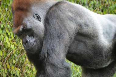 Batı ovasındaki goril.