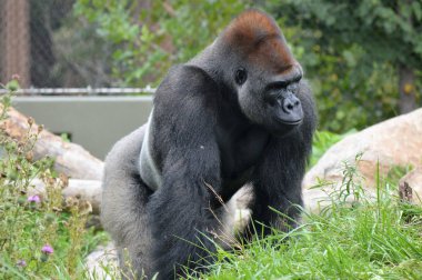 Batı ovasındaki goril.