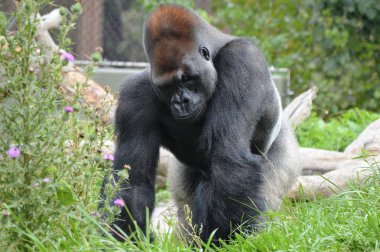 Batı ovasındaki goril.