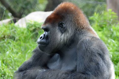 Batı ovasındaki goril.