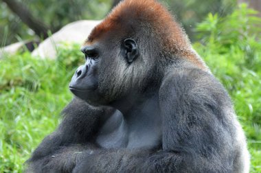 Batı ovasındaki goril.