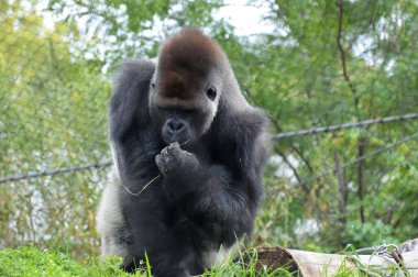 Batı ovasındaki goril.