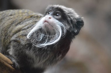 Bir İmparator Tamain