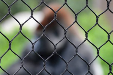 Batı ovasındaki goril.