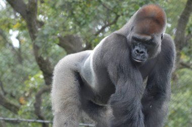 Batı ovasındaki goril.