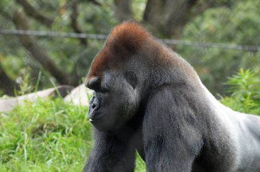 Batı ovasındaki goril.