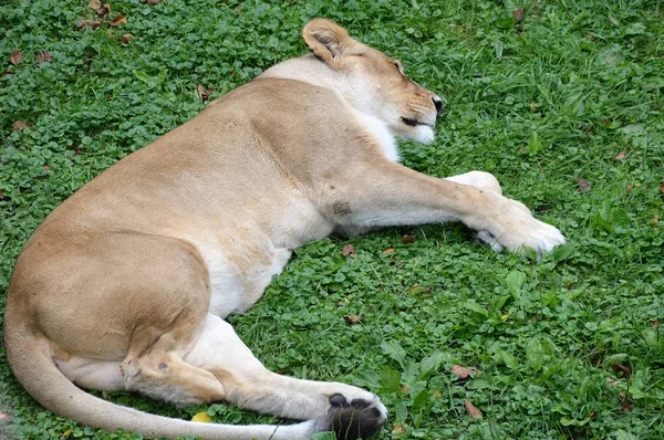 Ein schlafender Löwe — Stockfoto