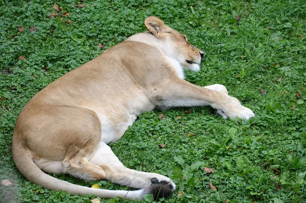 A Lion Sleeping — Stock Photo, Image