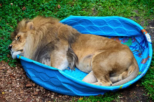 Un león dormido — Foto de Stock