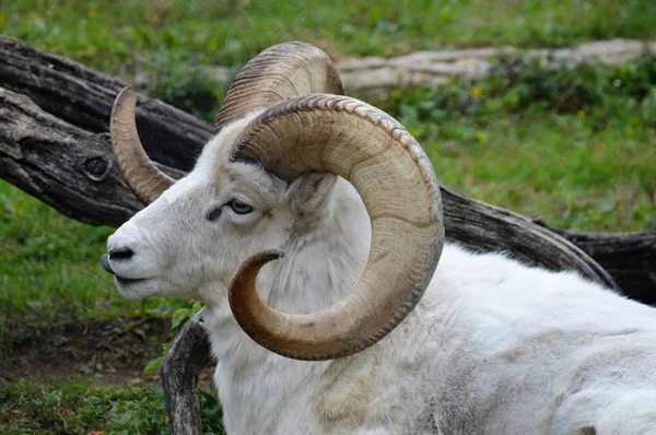 A Dall Sheep — Stock Photo, Image