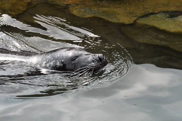 Un león marino — Foto de Stock