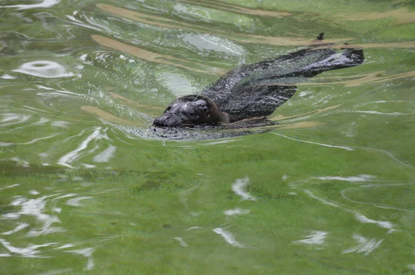 Ein Seelöwe — Stockfoto