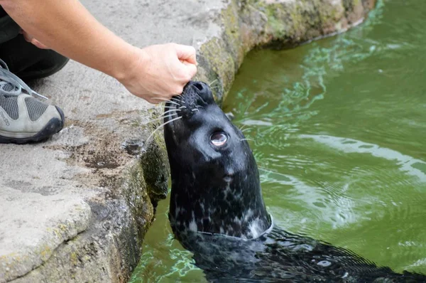 Un león marino — Foto de Stock