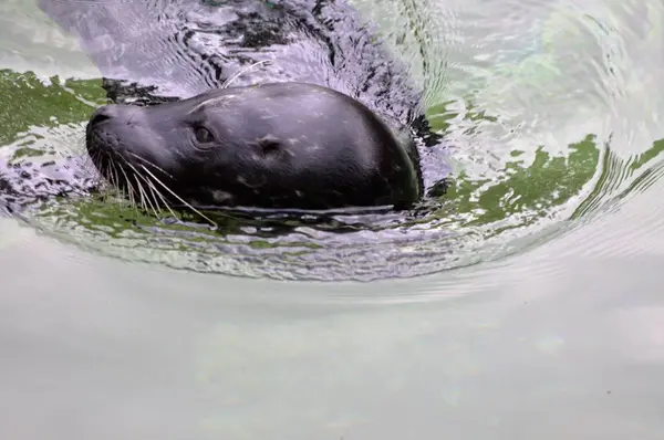 A Sea Lion — Stock Photo, Image