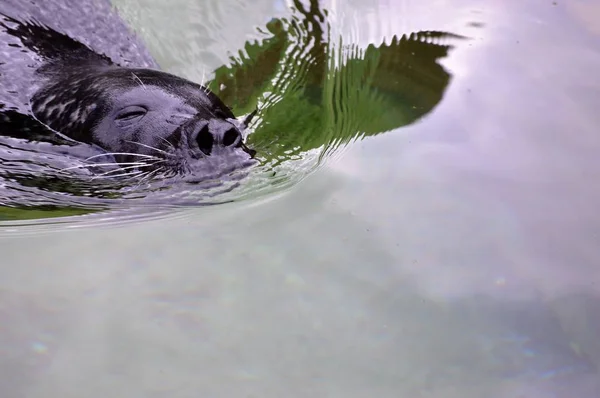 Un leone marino — Foto Stock