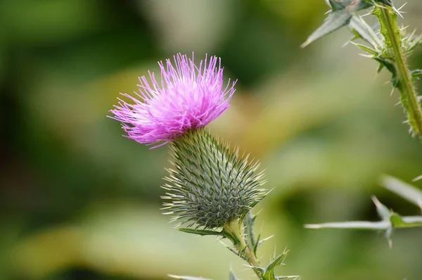 Purple thistle — Stock fotografie