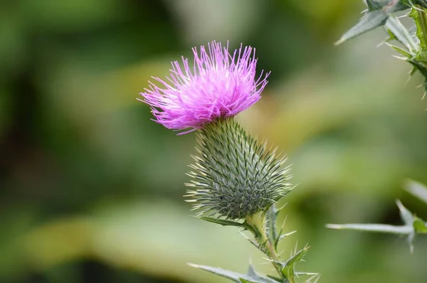 A Purple Thistle — Stock Photo, Image