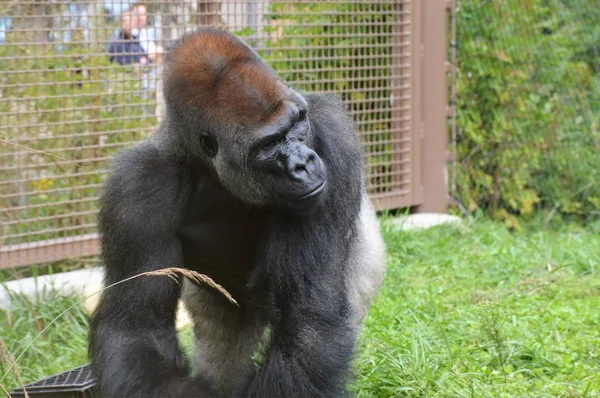 Westlicher Flachlandgorilla — Stockfoto