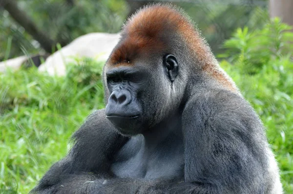 Gorilla nizinna zachodnia — Zdjęcie stockowe