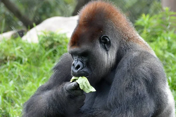 Westlicher Flachlandgorilla — Stockfoto