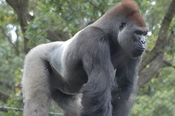 Západní nížina Gorila — Stock fotografie