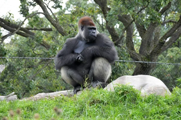 Gorilas de las tierras bajas occidentales — Foto de Stock