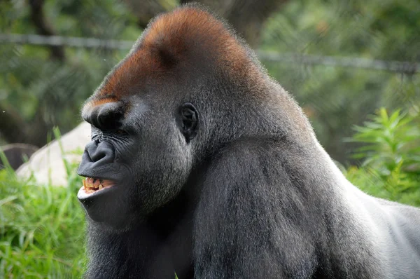 Gorille des basses terres de l'Ouest — Photo