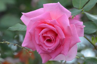 pembe bir gül.