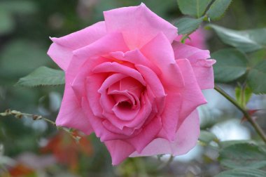 pembe bir gül.