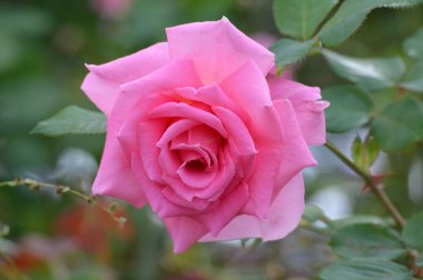 pembe bir gül.