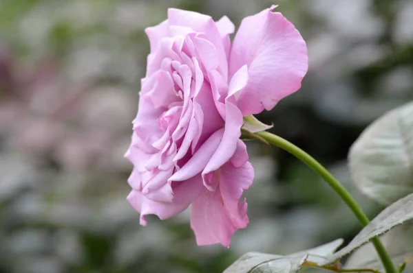 Una flor de rosa — Foto de Stock
