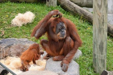 Dışarıda orangutan