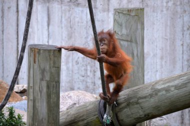 Bir bebek Orangutan
