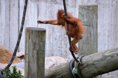 Bir bebek Orangutan