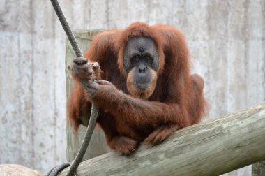 Yetişkin bir Orangutan