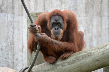 Yetişkin bir Orangutan