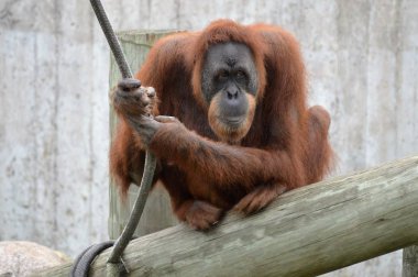 Yetişkin bir Orangutan